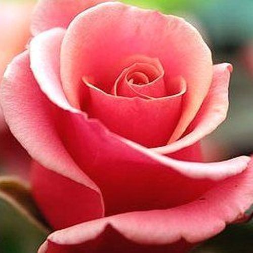 Rosa Truly Scrumptious™ - ružová - Stromkové ruže s kvetmi čajohybridovstromková ruža s rovnými stonkami v korune